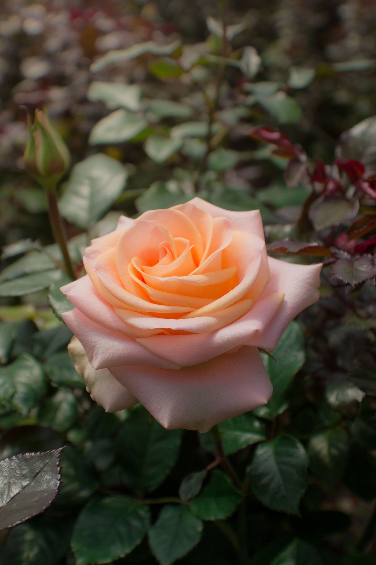 Explore Our Handpicked Roses